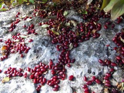 Прикрепленное изображение: DSCF5794.jpg